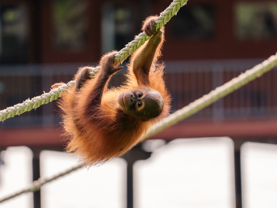 Image from: Marriott Bonvoy Partners BMOUIF to Support Orangutan Conservation in Malaysia
