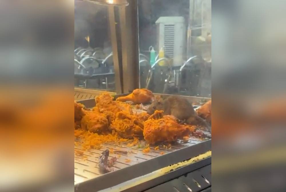 Restaurant in viral video showing rat 'enjoying’ fried chicken closes for 14 days