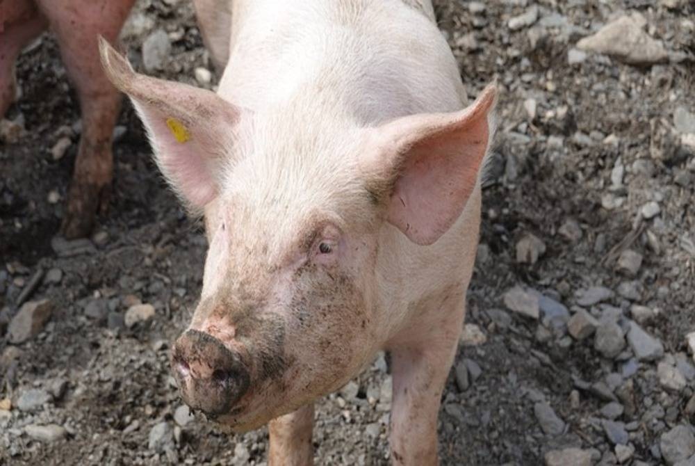 US experts carry out second pig-to-human heart transplant