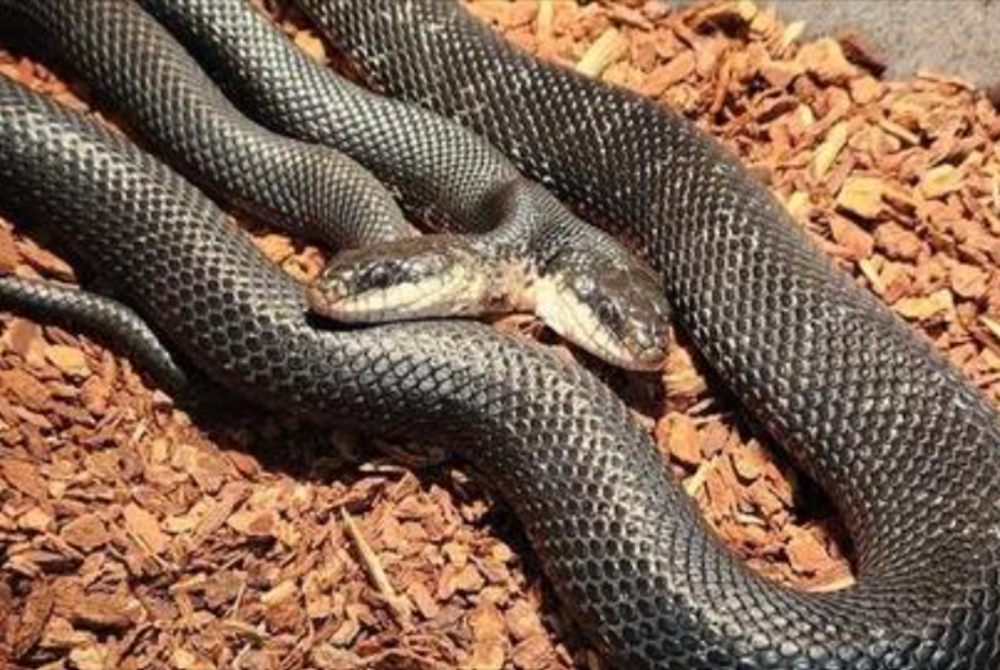 Missouri holds sixth birthday party for two-headed snake