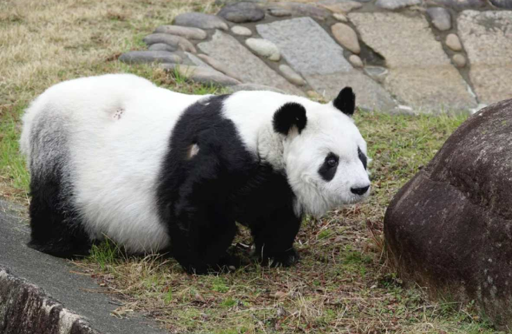 Japan's oldest panda dies at 28