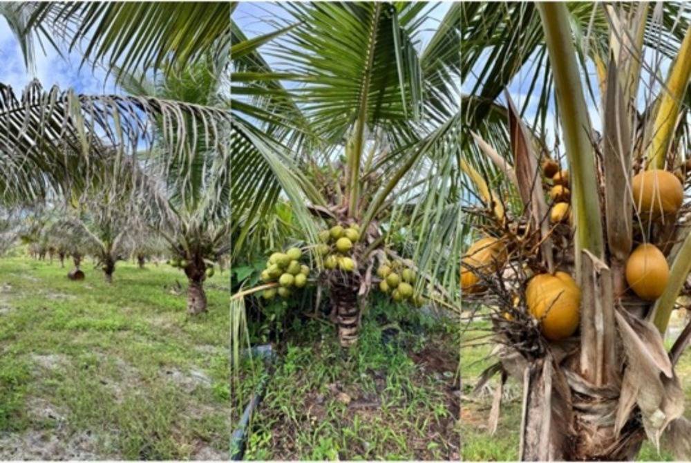 Image from: Fertiliser shortages threaten Malaysia’s smallholders, IWK’s organic alternative emerges as potential solution