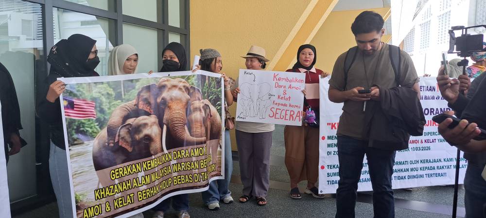 Image from: NGOs give three-day ultimatum to bring home Dara, Amoi and Kelat from Japan