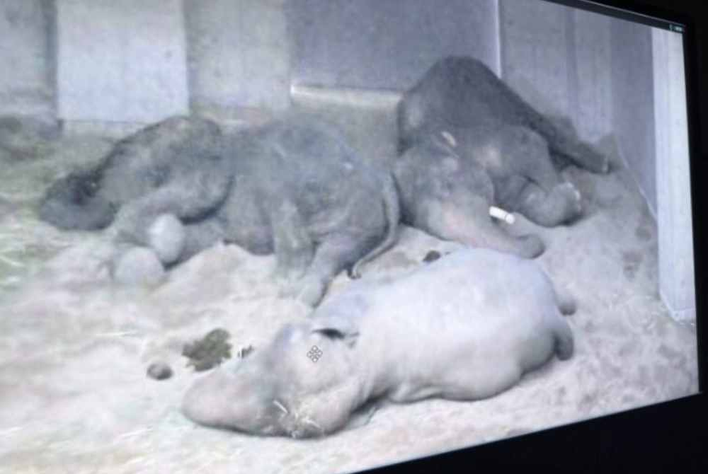 Image from: Tennoji Zoo shares photos of Dara, Amoi and Kelat, says elephants are doing well