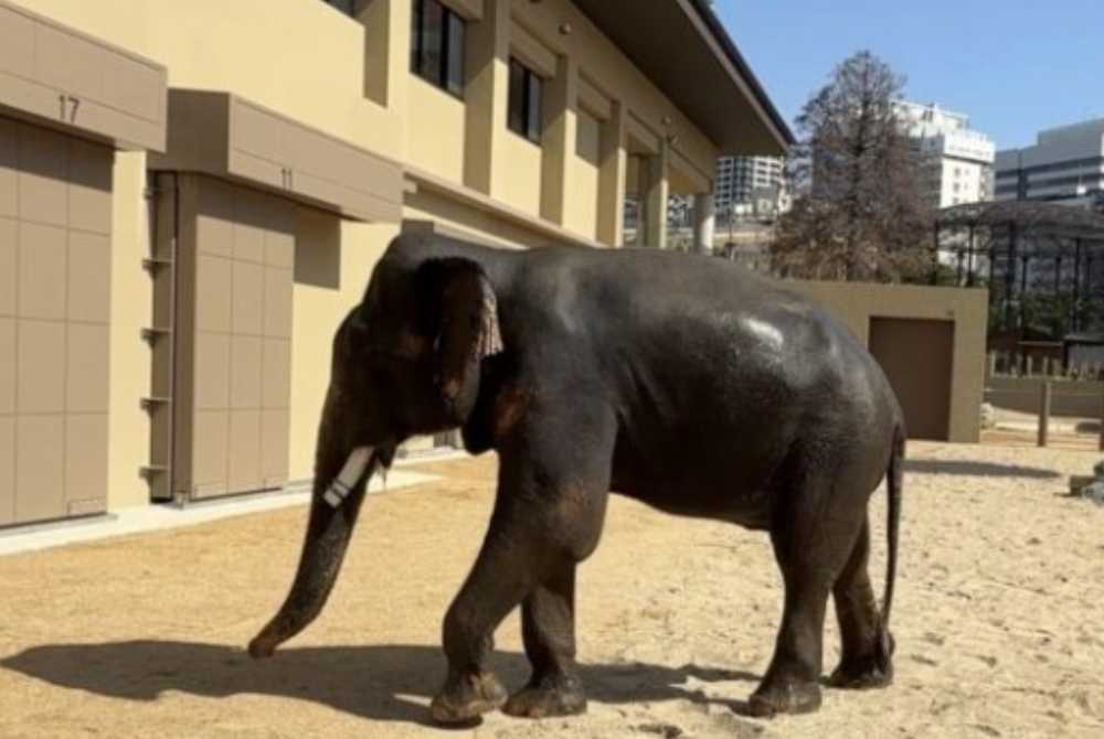 Image from: Tennoji Zoo shares photos of Dara, Amoi and Kelat, says elephants are doing well