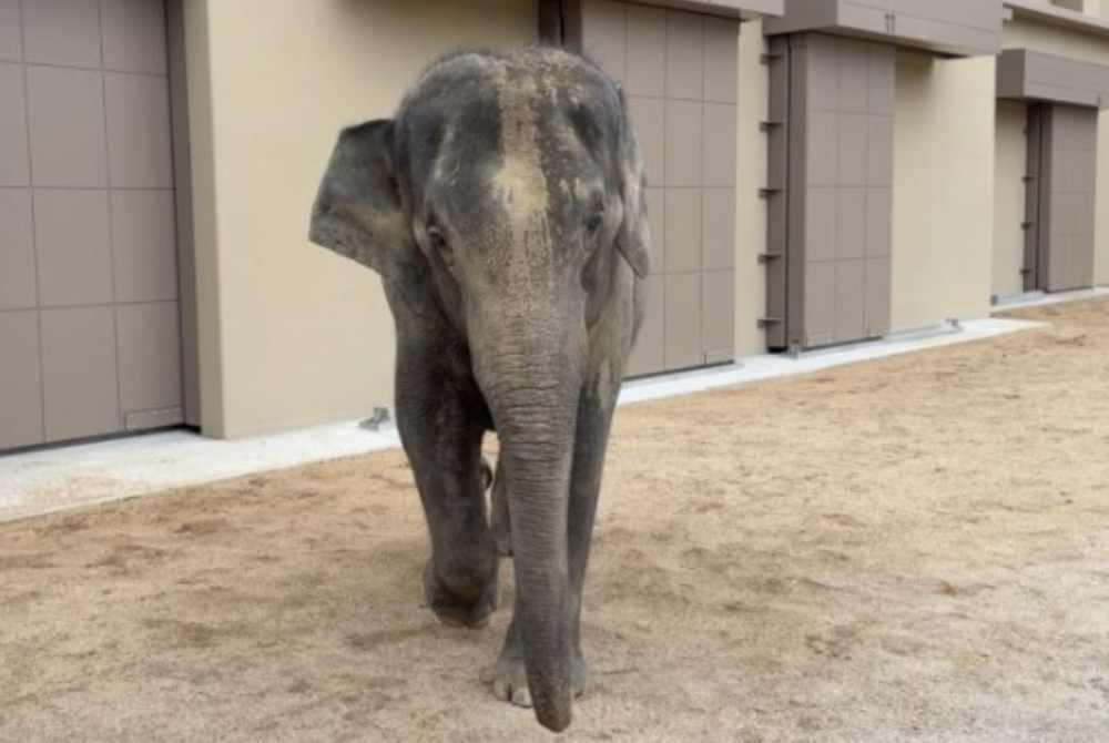 Image from: Tennoji Zoo shares photos of Dara, Amoi and Kelat, says elephants are doing well
