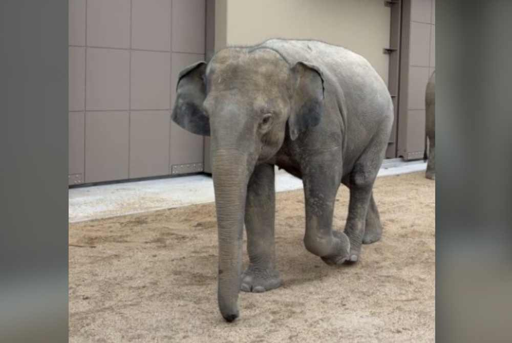 Image from: Tennoji Zoo shares photos of Dara, Amoi and Kelat, says elephants are doing well