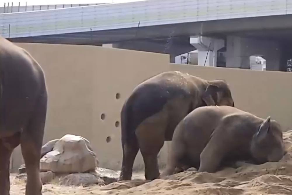 Image from: Dara, Amoi and Kelat show steady weight gain under mahout supervision