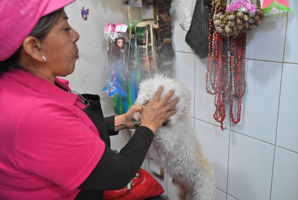 Image from: Cleaning the chakras of Ecuador's cats and dogs