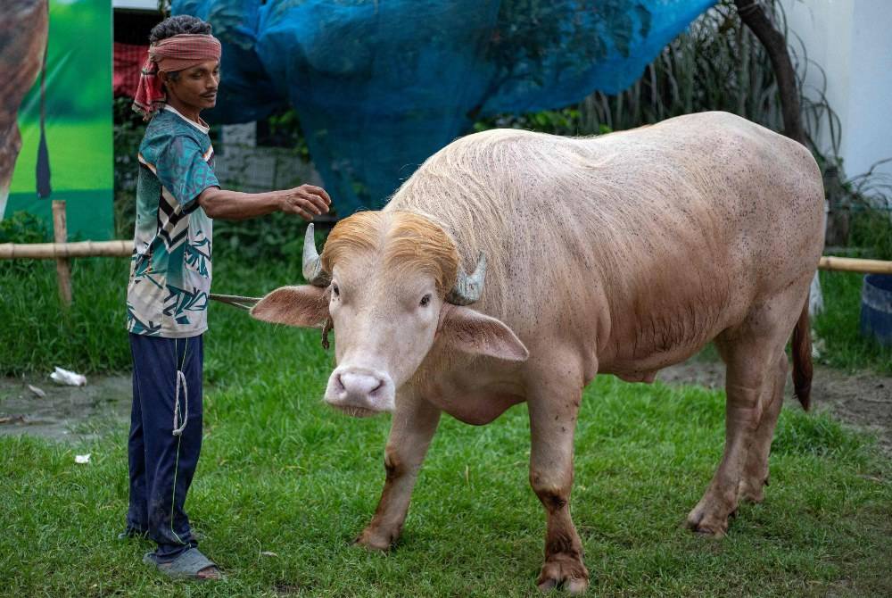Image from: 'Trump' buffalo spared sacrifice, sent to Bangladesh zoo