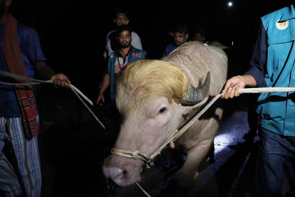 Image from: 'Trump' buffalo spared sacrifice, sent to Bangladesh zoo