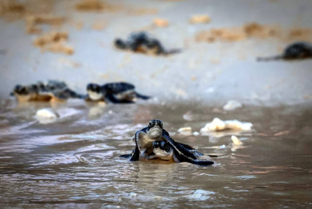Image from: Over 757,000 baby turtles released in Terengganu as conservation efforts show results