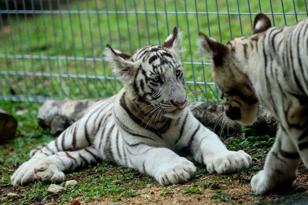 Image from: Three white Bengal tiger cubs debut at Kemaman Zoo