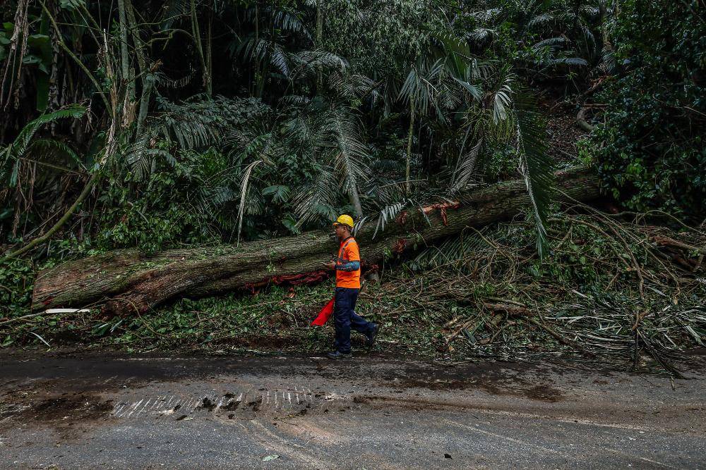 Image from: Maran Umno Youth chief, three family members killed in falling tree tragedy near Janda Baik