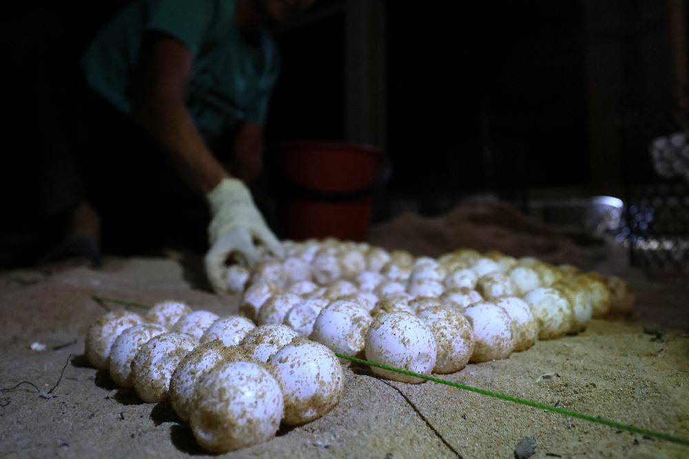 Image from: Three leatherback turtles lay 195 eggs along Terengganu coast