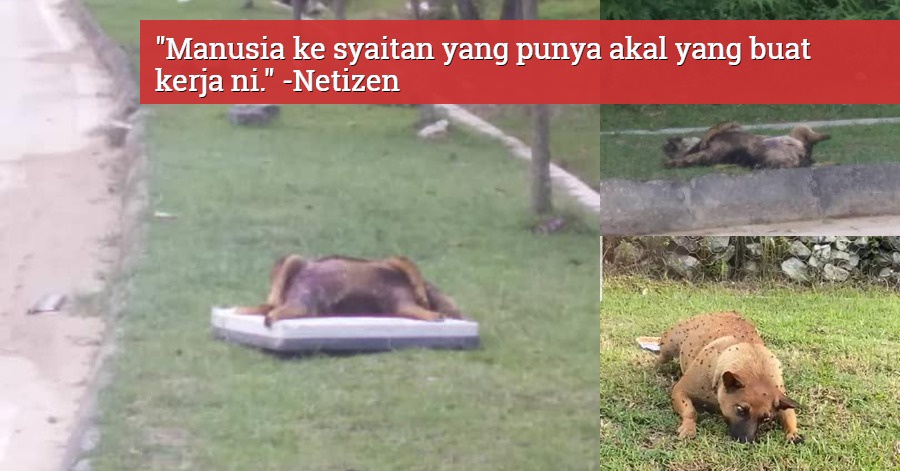 Image from: 50 Ekor Anjing Didakwa Mati Selepas Diracun, Ganjaran RM1,000 Ditawar Jejak Pelaku