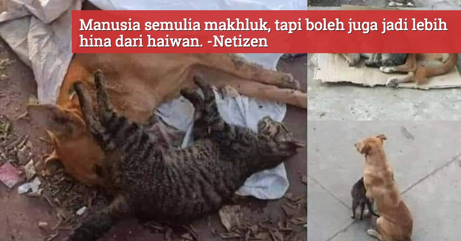 Image from: 50 Ekor Anjing Didakwa Mati Selepas Diracun, Ganjaran RM1,000 Ditawar Jejak Pelaku