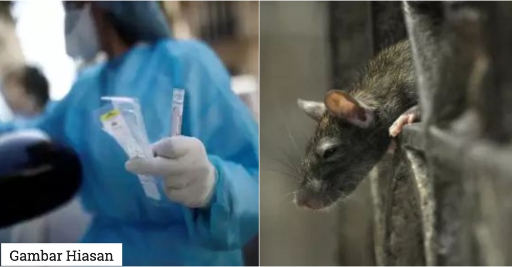 Image from: Penyakit Bawaan Tikus Yang Boleh Sebabkan Maut, Ini Cara Hantavirus Jangkiti Manusia