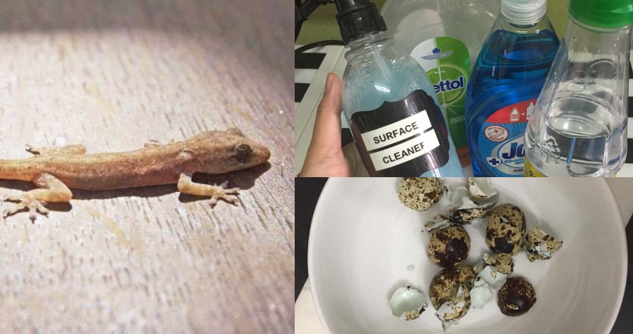 Image from: Cicak Tokay Hitam Ditemukan Di Perlis, Satu-Satunya Rekod Di Malaysia
