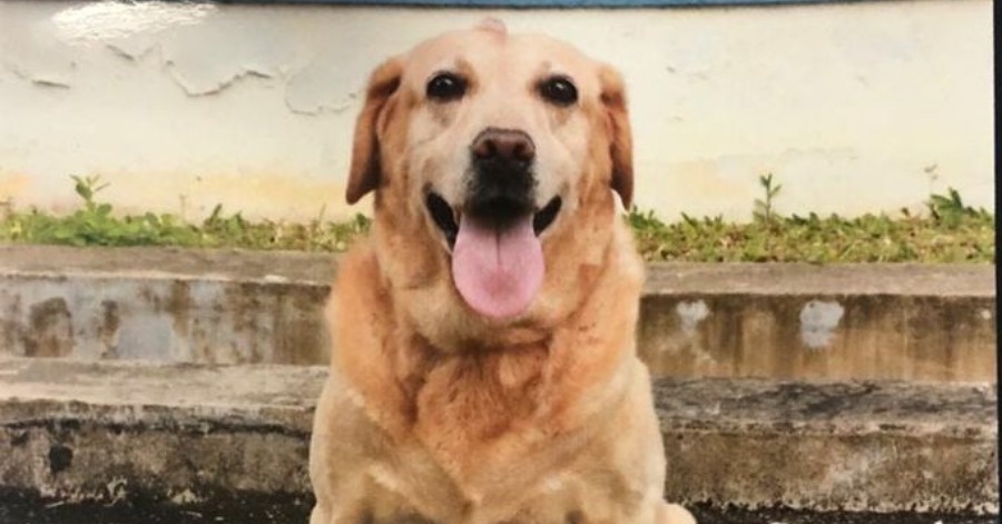Image from: Unit K9 Bomba Terima Ahli Baharu, Labrador Lahirkan 'Brave'