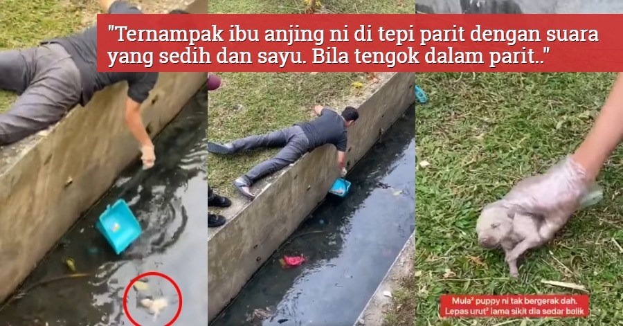 Image from: Kena "Prank", Anggota Penyelamat Terkejut Anjing Disangka Mati Tiba-Tiba Bangun Dalam Trak