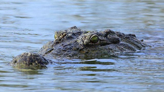 Image from: Peniaga Buat "Content" Memancing Dikejutkan Dengan Mayat Berjaring
