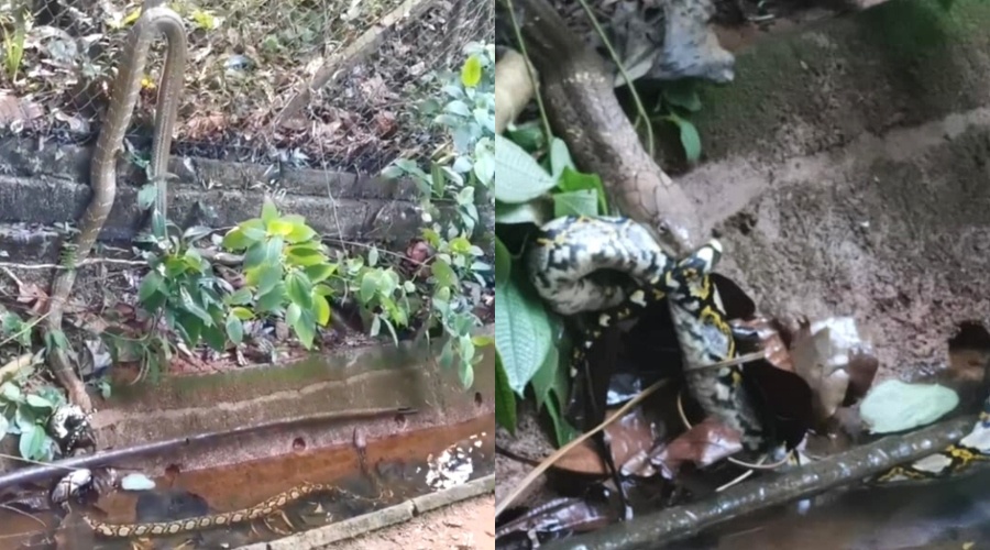 Image from: Panik Suami Dipatuk Ular Tedung, Wanita Sedut Bisa Sebelum Turut Keracunan
