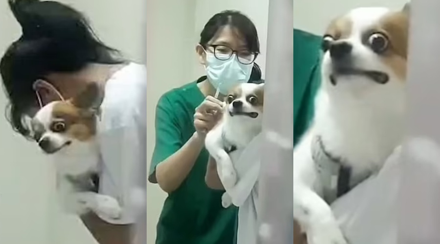 Image from: Kena "Prank", Anggota Penyelamat Terkejut Anjing Disangka Mati Tiba-Tiba Bangun Dalam Trak