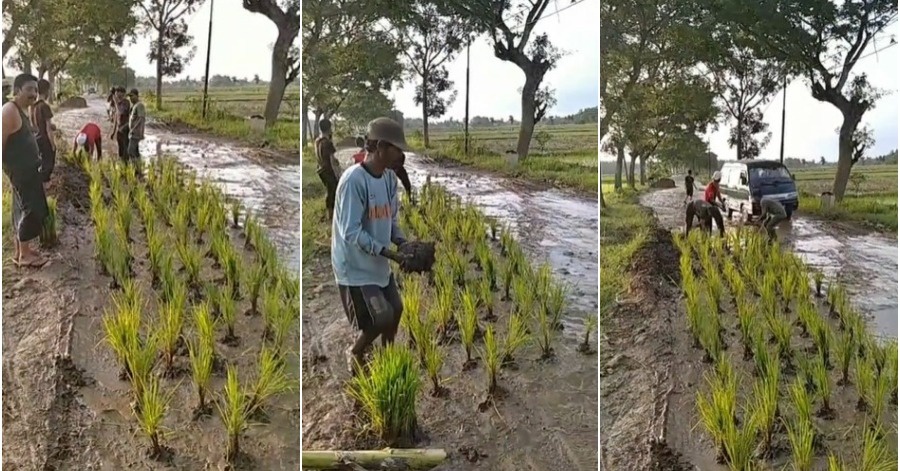 Image from: Geram Jalan Tak Siap-Siap, Penduduk Nekad Tanam Padi Sebagai Tanda Protes