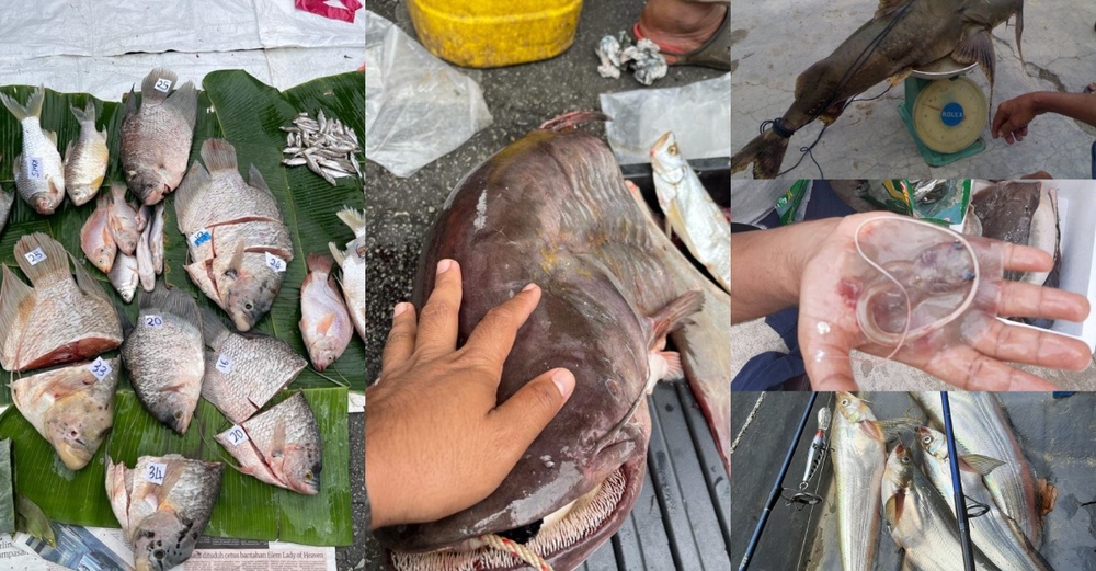 Image from: Belum Ada Bukti Wujud Populasi Pirana Di Empangan Klau - DOF