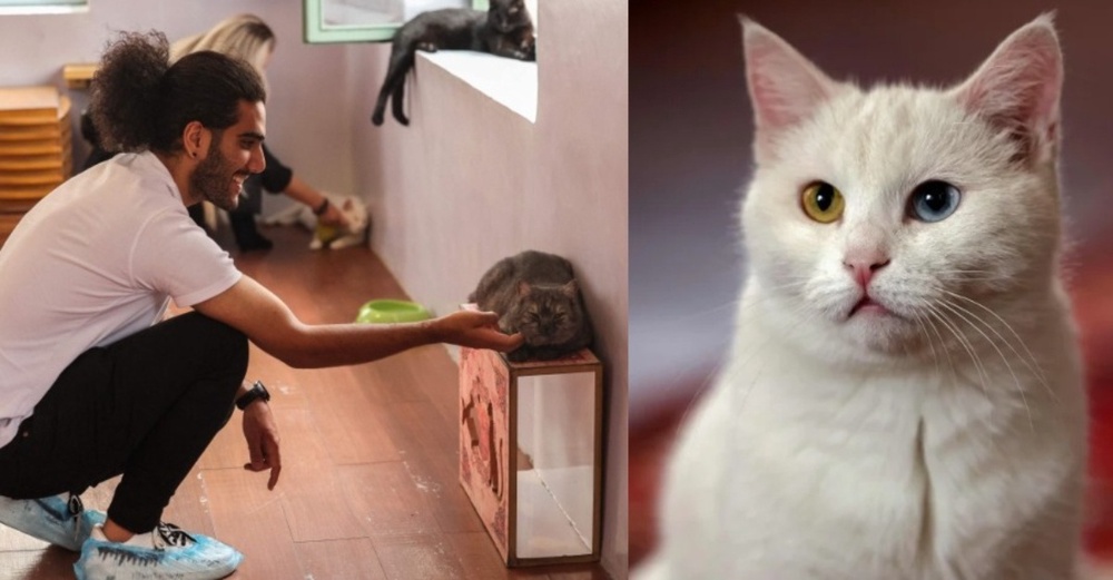 Image from: Sudah Wujud Sejak Zaman Dinasour, 6 Fakta Menarik Mengenai Penyu Belimbing
