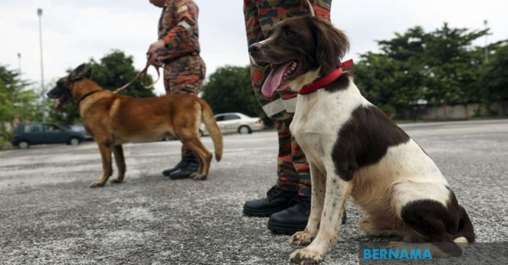 Image from: Unit K9 Bomba Terima Ahli Baharu, Labrador Lahirkan 'Brave'