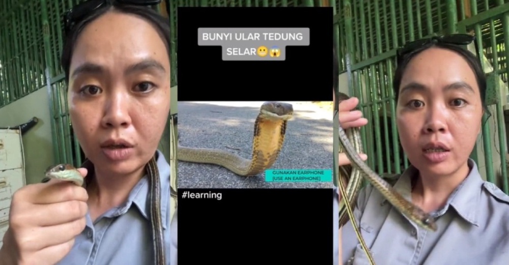 Image from: Panik Suami Dipatuk Ular Tedung, Wanita Sedut Bisa Sebelum Turut Keracunan