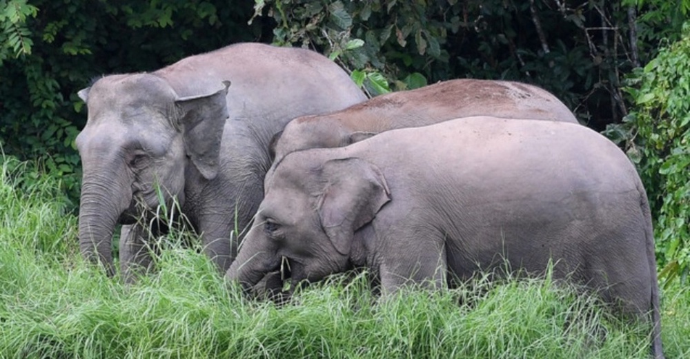 Image from: "Rare," Bukan Selalu Dapat Tengok, Aksi Gajah Lintas Sungai Di Kinabatangan Curi Tumpuan Ramai