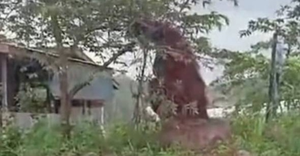 Image from: Orang Utan Ditemui Tak Sedarkan Diri Di Kalimantan, Dipercayai Akibat Terhidu Asap Kebakaran