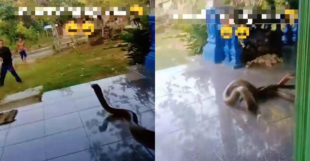 Image from: Panik Suami Dipatuk Ular Tedung, Wanita Sedut Bisa Sebelum Turut Keracunan