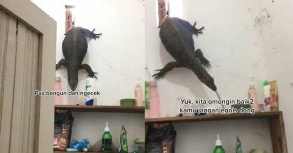 Seram, Wanita Terkejut Dapati “Gorgon” Gemuk Pecah Masuk Rumah Ikut