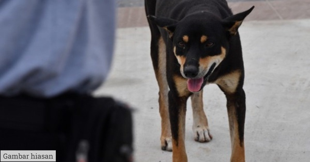 11 Kes Rabies Dilaporkan Termasuk Sembilan Di Sarawak Sejak Januari ...