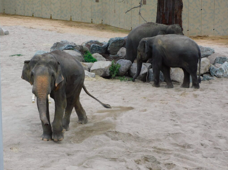 Image from: Petisyen Bawa Pulang Dara, Amoi & Kelat Raih Perhatian, Lebih 100,000 Orang Sokong