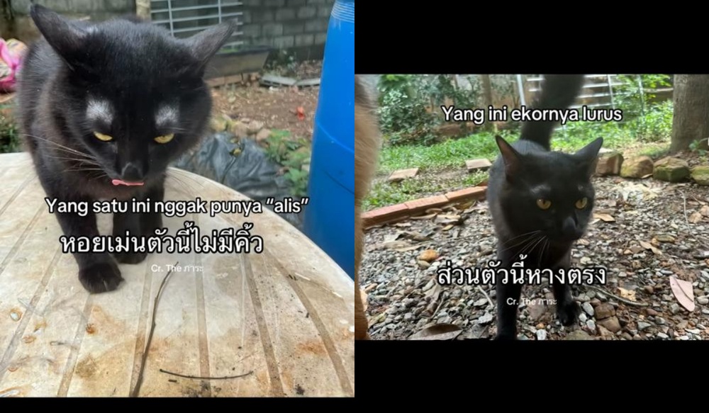 Image from: Lelaki Jumpa Semula Kucing Hilang, Tapi Ada "Plot Twist" Yang Buat Ramai Ketawa