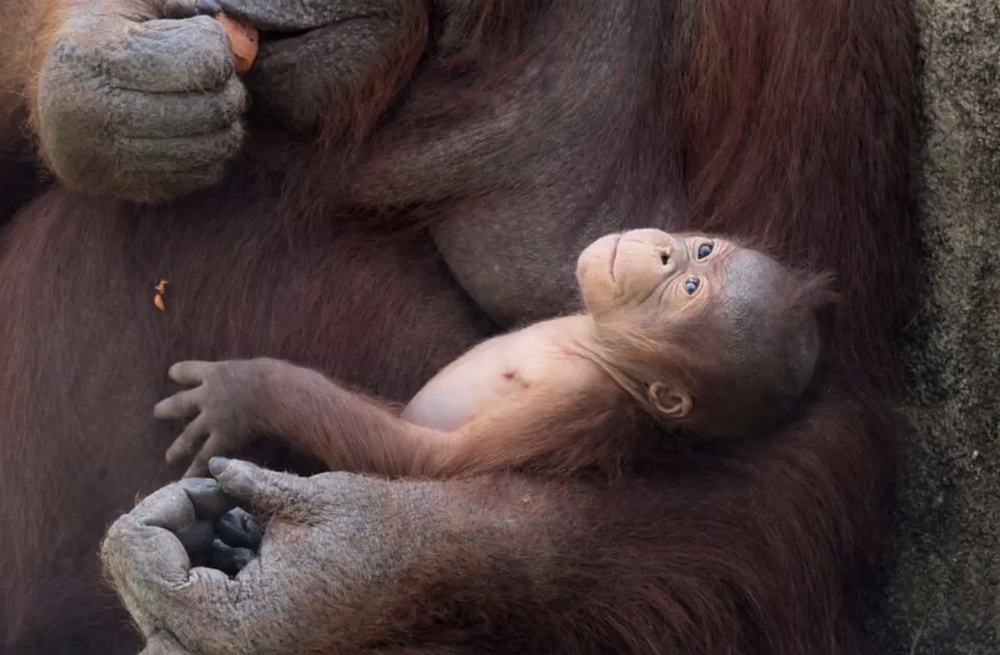 Image from: Anak Orang Utan Borneo Terancam Dilahirkan Di Zoo Madrid