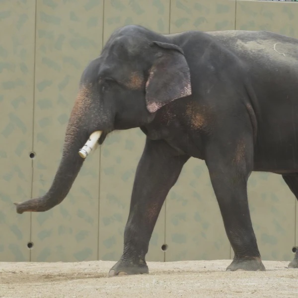 Image from: Petisyen Bawa Pulang Dara, Amoi & Kelat Raih Perhatian, Lebih 100,000 Orang Sokong