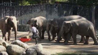 Image from: Petisyen Bawa Pulang Dara, Amoi & Kelat Raih Perhatian, Lebih 100,000 Orang Sokong
