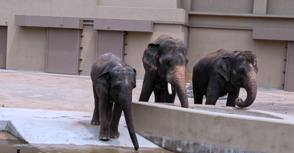 Image from: MB Pahang Gesa Zoo Taiping Bawa Pulang DAK Kembali Ke Malaysia