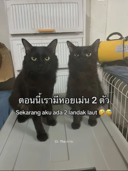 Image from: Lelaki Jumpa Semula Kucing Hilang, Tapi Ada "Plot Twist" Yang Buat Ramai Ketawa
