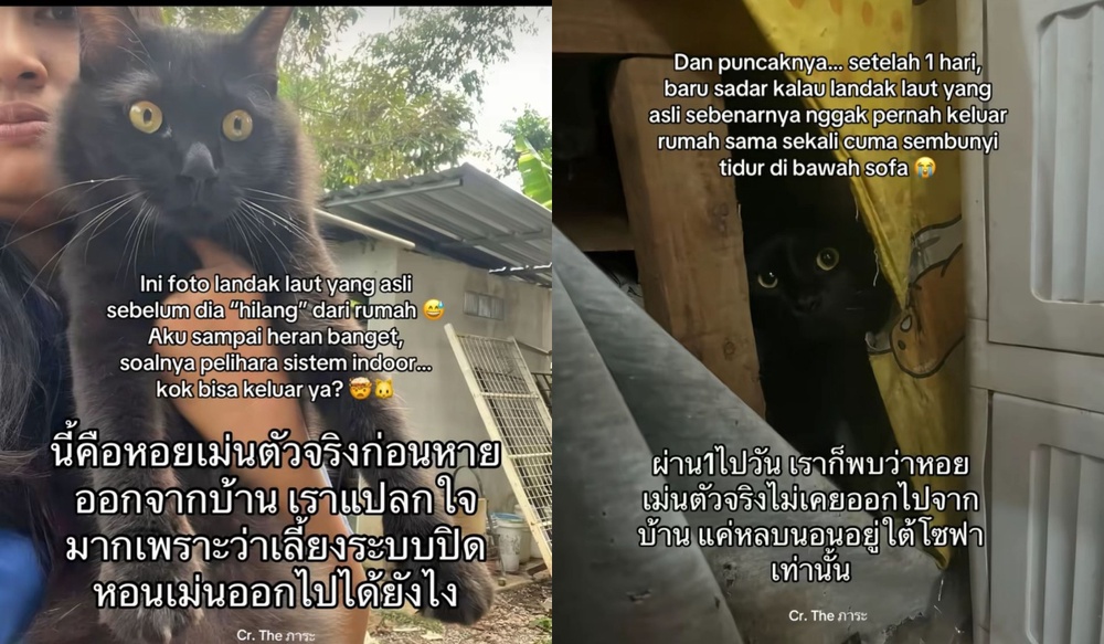 Image from: Lelaki Jumpa Semula Kucing Hilang, Tapi Ada "Plot Twist" Yang Buat Ramai Ketawa