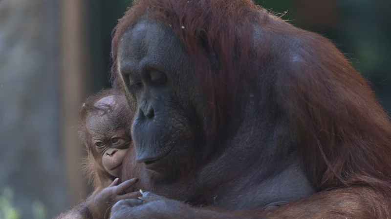 Image from: Anak Orang Utan Borneo Spesies Terancam Lahir Di Zoo Madrid