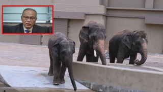 Image from: Tiada Unsur Komersial Dalam Perjanjian Tiga Gajah Ke Jepun - MPT