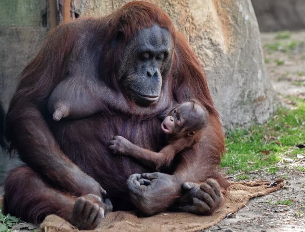 Image from: Anak Orang Utan Borneo Terancam Dilahirkan Di Zoo Madrid