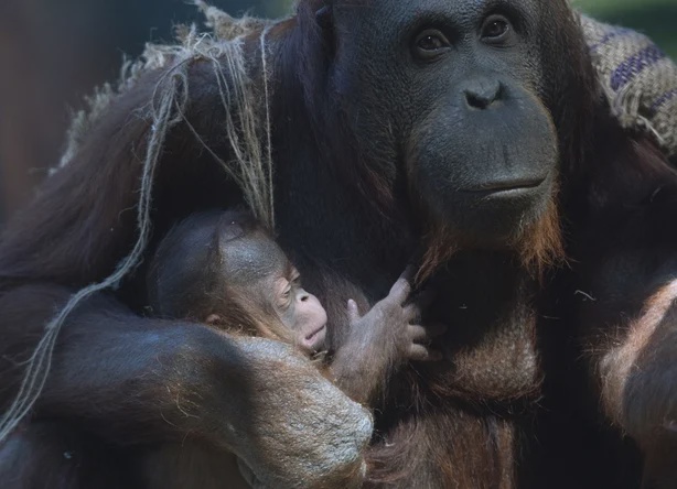 Image from: Anak Orang Utan Borneo Spesies Terancam Lahir Di Zoo Madrid